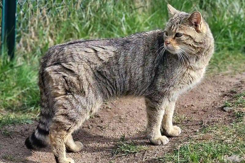 Eine Europäische Wildkatze steht auf einem Weg vor Gras und einem Zaun, mit getigertem Fell und geringeltem Schwanz.
